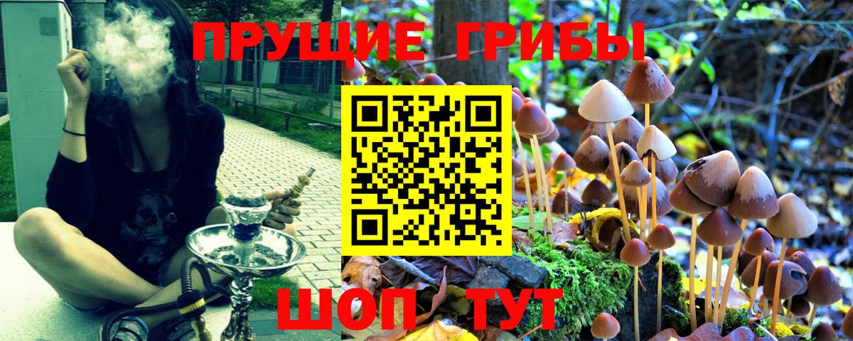 Псилоцибиновые грибы GOLDEN TEACHER Кириши